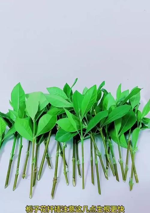栀子花的扦插技巧与方法（培养栀子花繁殖能力，打造美丽的花园）-第2张图片-绿意生活