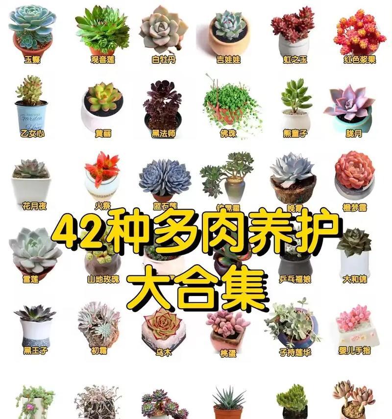 以红之玉多肉养护之完美指南（宝石般的红色多肉植物，如何正确养护？）-第2张图片-绿意生活