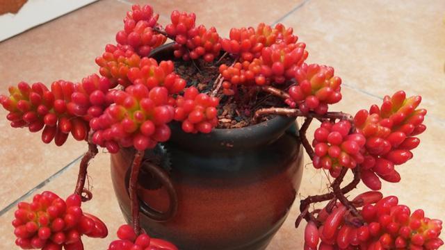 以红之玉多肉养护之完美指南（宝石般的红色多肉植物，如何正确养护？）-第3张图片-绿意生活