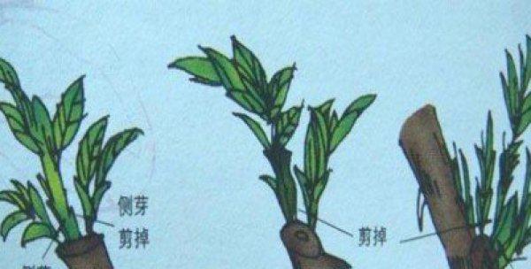 以一叶兰怎么分盆（一叶兰分盆的步骤与注意事项）-第1张图片-绿意生活