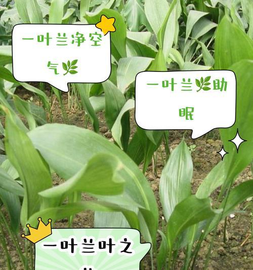 以一叶兰怎么分盆（一叶兰分盆的步骤与注意事项）-第3张图片-绿意生活