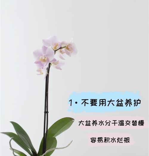 蝴蝶兰的土壤配制方法与注意事项（科学家分享蝴蝶兰种植土壤调配经验，助您打造健康蝴蝶兰花园）-第1张图片-绿意生活