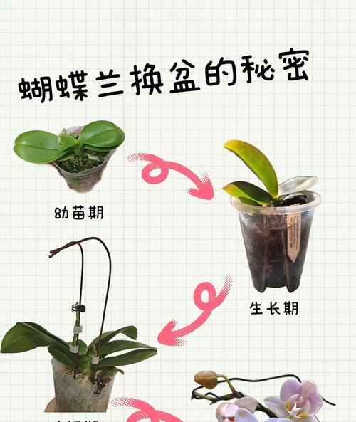 蝴蝶兰的土壤配制方法与注意事项（科学家分享蝴蝶兰种植土壤调配经验，助您打造健康蝴蝶兰花园）-第3张图片-绿意生活
