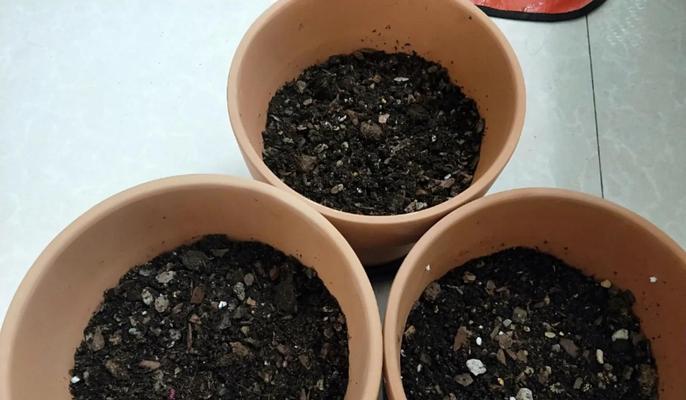 球根海棠烂根怎么办？（球根海棠养护技巧及病根救治）-第2张图片-绿意生活