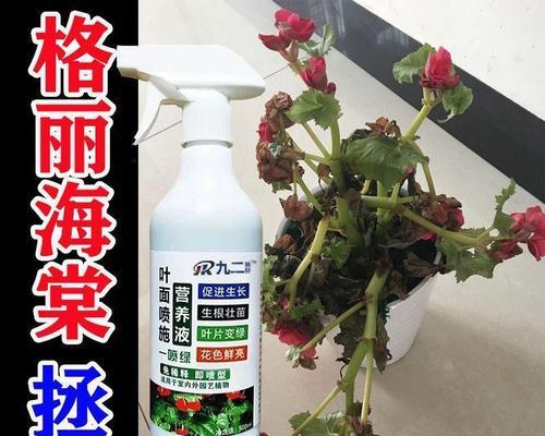 球根海棠烂根怎么办？（球根海棠养护技巧及病根救治）-第3张图片-绿意生活