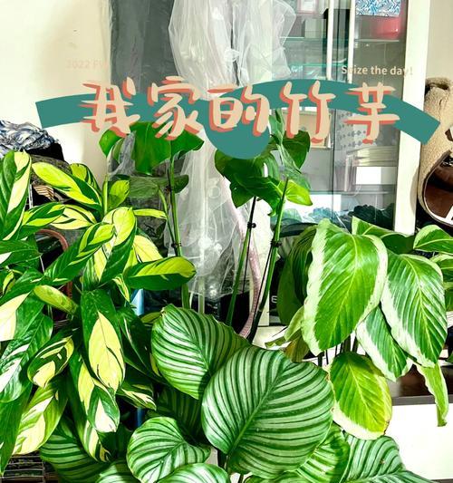 圆竹芋的繁殖技巧（掌握关键步骤，轻松繁衍生息）-第1张图片-绿意生活