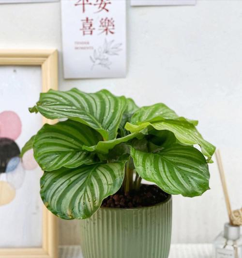 圆竹芋的繁殖技巧（掌握关键步骤，轻松繁衍生息）-第2张图片-绿意生活
