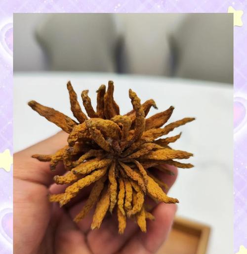 冬天如何养护金佛手，让其健康茁壮成长（金佛手冬季养护的注意事项与技巧）-第2张图片-绿意生活
