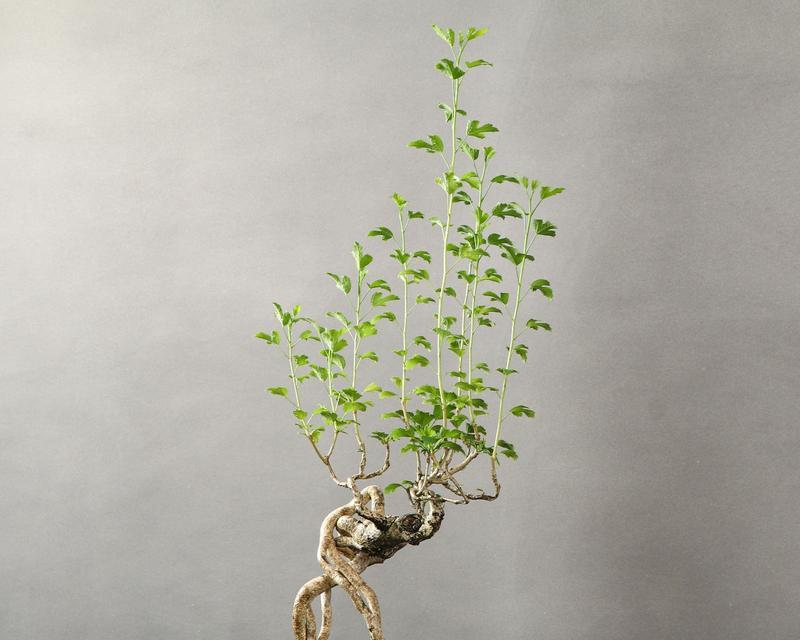 以盆栽木槿花的养殖方法（打造美丽庭院的秘籍，木槿花的养殖要点详解）-第1张图片-绿意生活