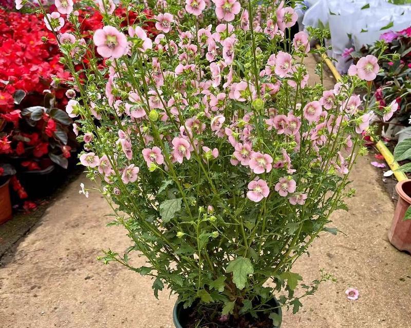 以盆栽木槿花的养殖方法（打造美丽庭院的秘籍，木槿花的养殖要点详解）-第3张图片-绿意生活