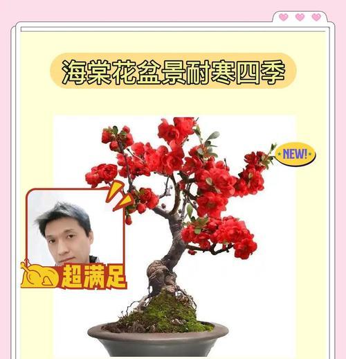 四季海棠怎么养不活（常见错误和关键要素，提高四季海棠存活率）-第3张图片-绿意生活