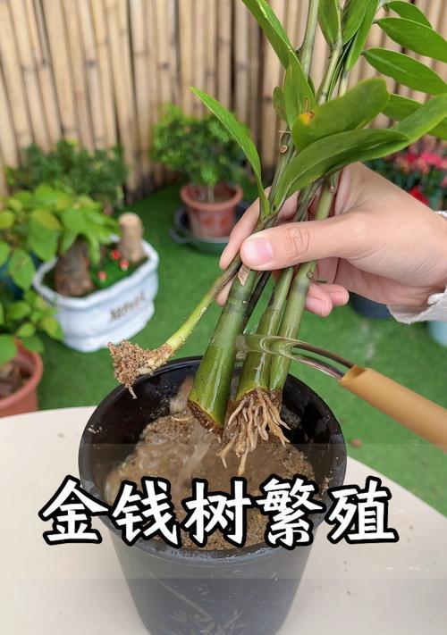 金钱树繁殖的方法与技巧（以叶片插条和扦插法培育金钱树的最佳条件和步骤）-第3张图片-绿意生活