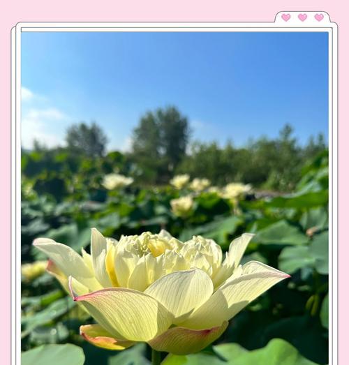 如何养殖睡莲花？（睡莲花养殖的技巧与要点）-第1张图片-绿意生活