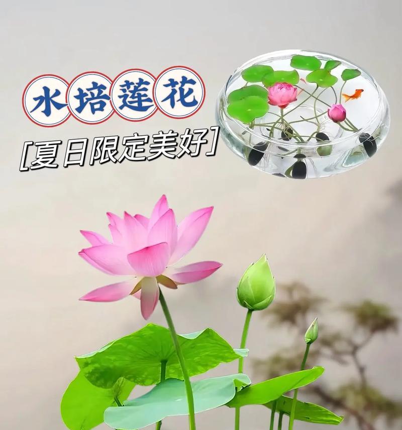 如何养殖睡莲花？（睡莲花养殖的技巧与要点）-第2张图片-绿意生活