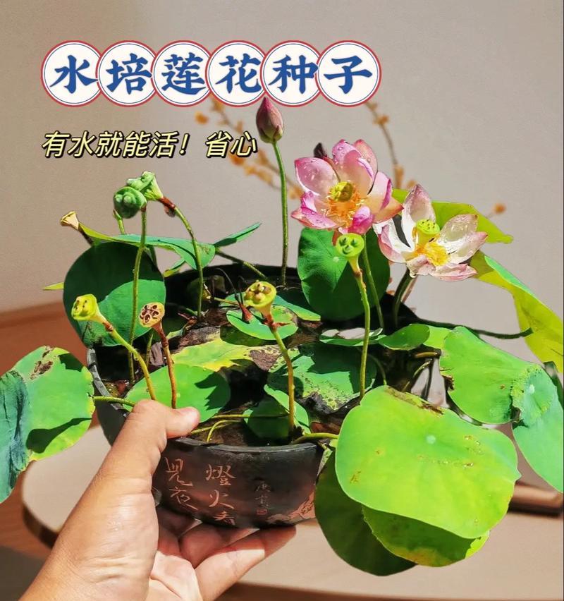 如何养殖睡莲花？（睡莲花养殖的技巧与要点）-第3张图片-绿意生活