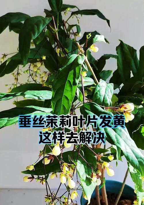 非洲茉莉叶子掉落的原因及解决方法（探究非洲茉莉为什么掉叶子，有效的养护技巧）-第2张图片-绿意生活