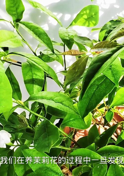 非洲茉莉叶子掉落的原因及解决方法（探究非洲茉莉为什么掉叶子，有效的养护技巧）-第1张图片-绿意生活