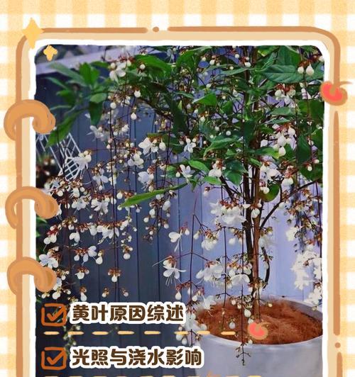 非洲茉莉叶子掉落的原因及解决方法（探究非洲茉莉为什么掉叶子，有效的养护技巧）-第3张图片-绿意生活