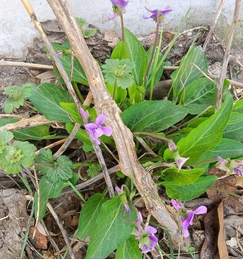 以紫花地丁的种植方法（掌握紫花地丁的生长需求，打造美丽庭院）-第1张图片-绿意生活