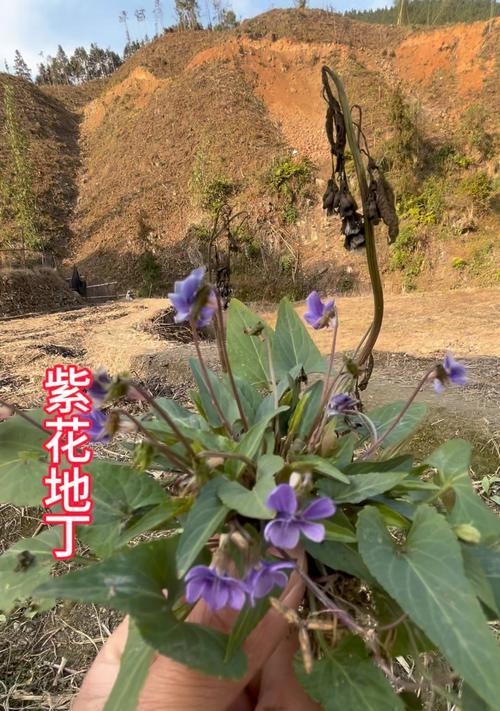 以紫花地丁的种植方法（掌握紫花地丁的生长需求，打造美丽庭院）-第2张图片-绿意生活