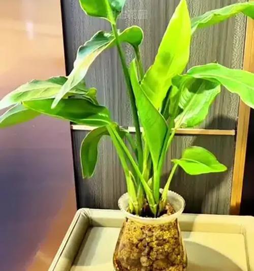 以水养植物的营养补充方法（解决植物生长中的营养需求问题）-第1张图片-绿意生活