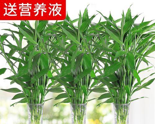 以水养植物的营养补充方法（解决植物生长中的营养需求问题）-第2张图片-绿意生活