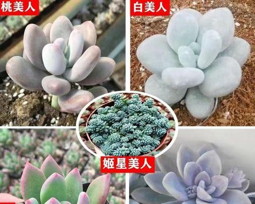 以青星美人怎么养（打造青春焕发，关键在养护）-第1张图片-绿意生活