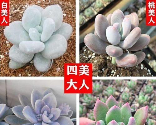 以青星美人怎么养（打造青春焕发，关键在养护）-第3张图片-绿意生活