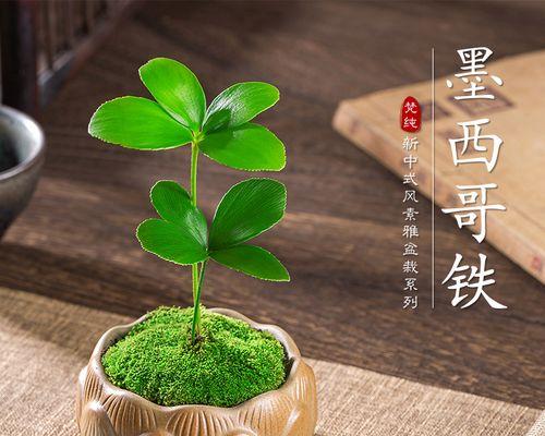 盆景花的养殖方法与技巧（打造室内盆景花的绿意世界）-第1张图片-绿意生活