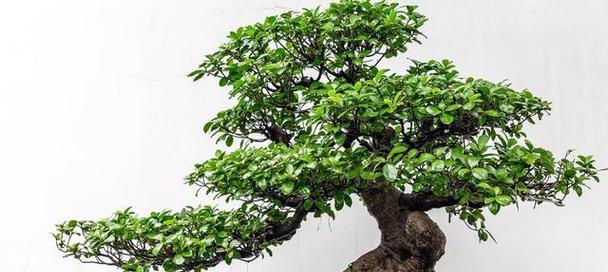 盆景花的养殖方法与技巧（打造室内盆景花的绿意世界）-第3张图片-绿意生活