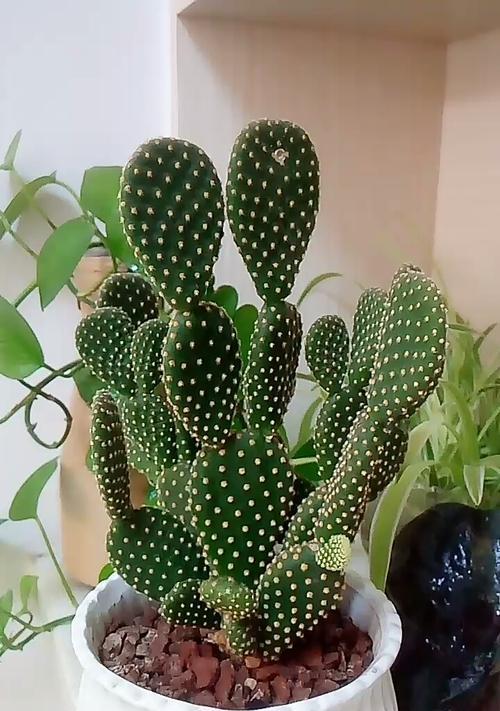 《如何培养黄毛掌开花，助你打造花坛中的明星植物》（让你的黄毛掌如火如荼般绽放，做好这些关键步骤！）-第3张图片-绿意生活