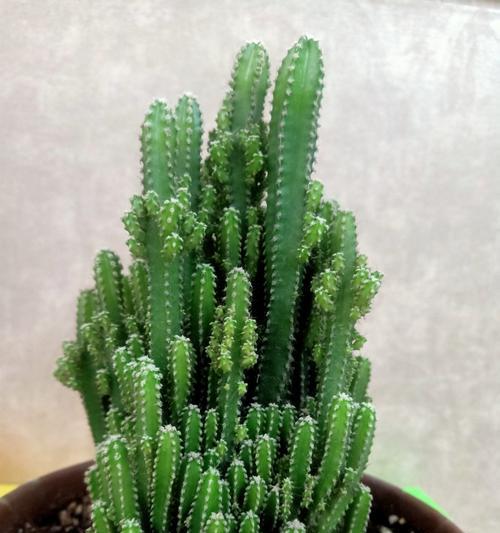 《如何培养黄毛掌开花，助你打造花坛中的明星植物》（让你的黄毛掌如火如荼般绽放，做好这些关键步骤！）-第2张图片-绿意生活