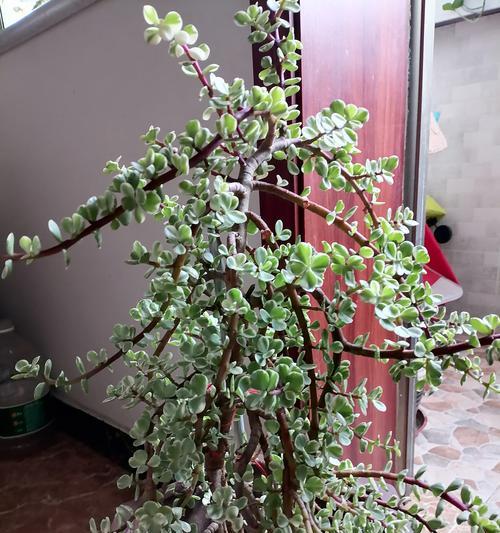 探秘雅乐之舞根部干的魅力（传承千年的文化瑰宝，雅乐之舞根部干的魅力与艺术内涵）-第3张图片-绿意生活