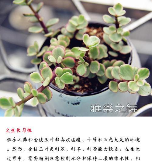 探秘雅乐之舞根部干的魅力（传承千年的文化瑰宝，雅乐之舞根部干的魅力与艺术内涵）-第2张图片-绿意生活