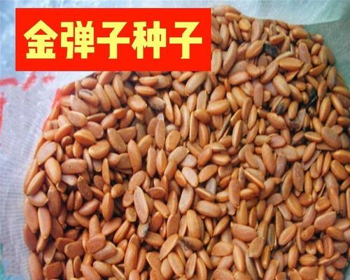 金弹子种子发芽全解析（金弹子种子发芽时间、条件、方法、注意事项详解）-第2张图片-绿意生活