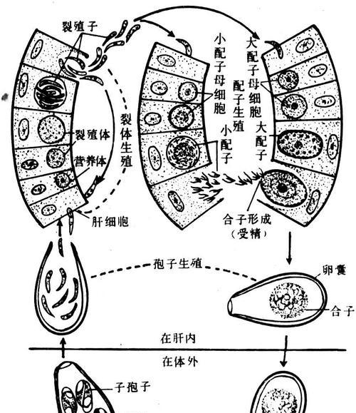 靠孢子繁殖（探索孢子繁殖的神奇能力及其应用前景）-第1张图片-绿意生活