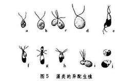 靠孢子繁殖（探索孢子繁殖的神奇能力及其应用前景）-第2张图片-绿意生活