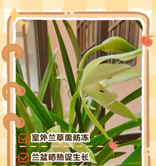 掌握兰草的水养技巧（打造一片兰花盛开的水养花园）-第3张图片-绿意生活