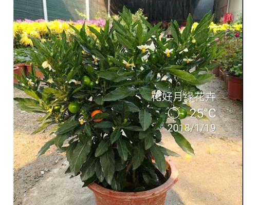 珊瑚豆——室内美化的新宠（探究珊瑚豆适合在室内养护的方法和技巧）-第3张图片-绿意生活
