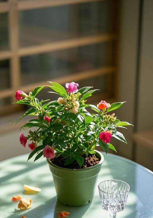 夏天怎么养凤仙花？（打造盛夏花海，享受凤仙花的繁盛美景）-第2张图片-绿意生活