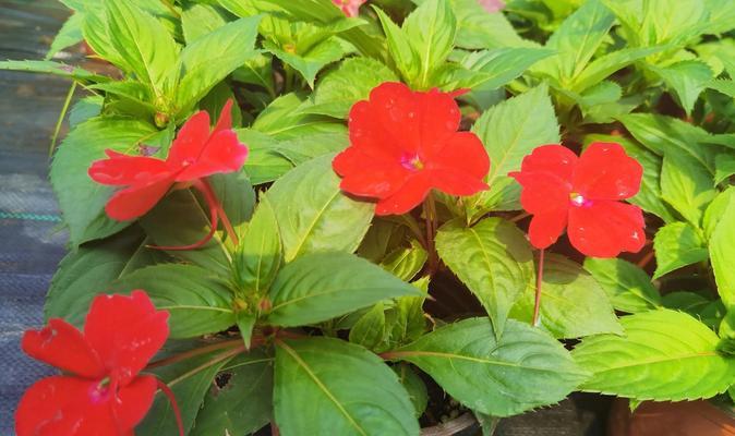 夏天怎么养凤仙花？（打造盛夏花海，享受凤仙花的繁盛美景）-第1张图片-绿意生活