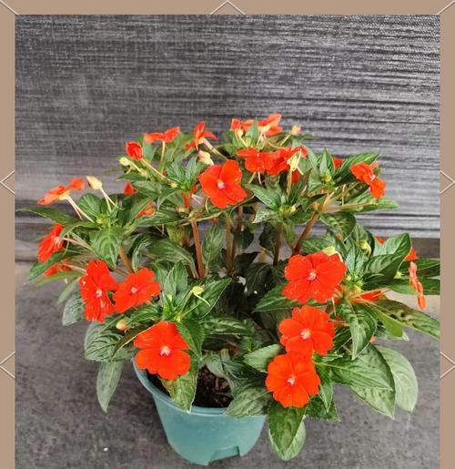 夏天怎么养凤仙花？（打造盛夏花海，享受凤仙花的繁盛美景）-第3张图片-绿意生活