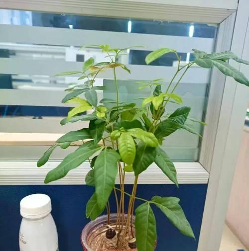 桂圆盆栽-第2张图片-绿意生活