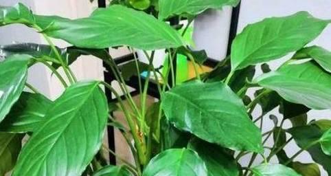 万年青折了怎么办？（教你如何修复受损的花叶万年青）-第2张图片-绿意生活