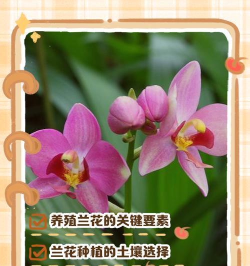野生兰草的栽培与开花技巧（探索兰花开花的奥秘，分享野生兰草的独特之美）-第1张图片-绿意生活