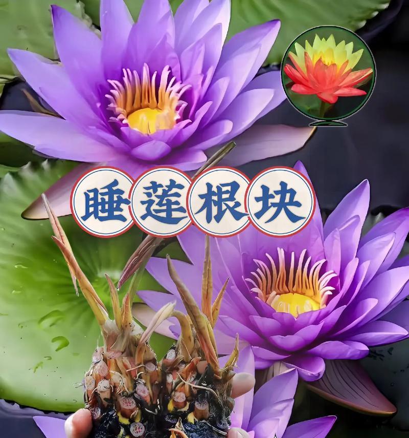 小盆栽睡莲的换水技巧（让你的小盆栽睡莲焕发生机的五个关键步骤）-第1张图片-绿意生活