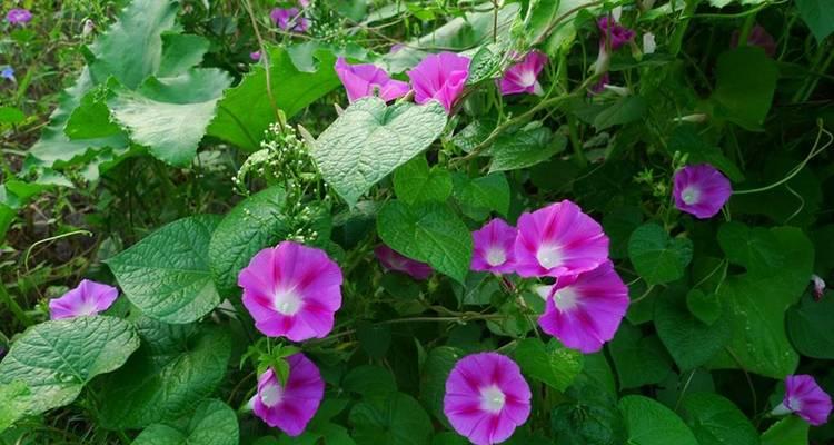 牵牛花的植物类型与特点（揭秘牵牛花的生态环境、形态结构、生长习性、花期特点及应用价值）-第2张图片-绿意生活