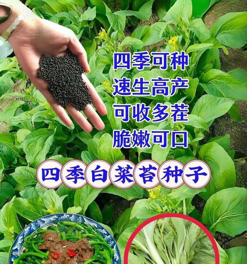 自家花盆种小白菜的全攻略（简单实用的种植技巧让您轻松享受新鲜小白菜的乐趣）-第1张图片-绿意生活
