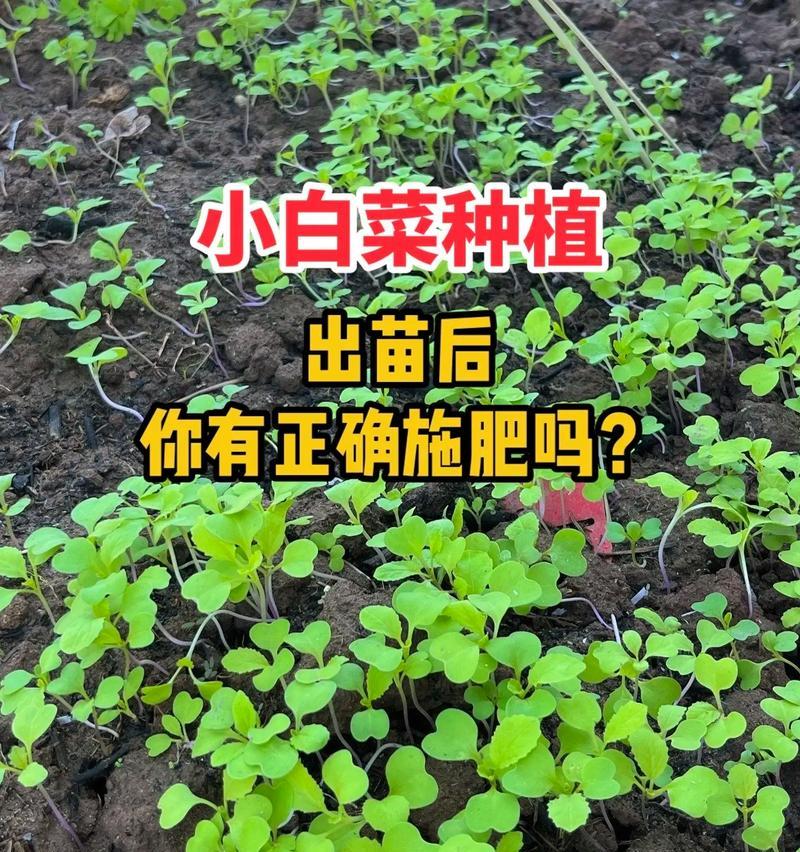 自家花盆种小白菜的全攻略（简单实用的种植技巧让您轻松享受新鲜小白菜的乐趣）-第3张图片-绿意生活