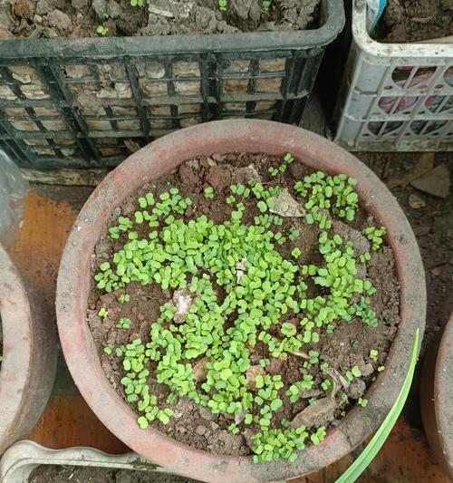 自家花盆种小白菜的全攻略（简单实用的种植技巧让您轻松享受新鲜小白菜的乐趣）-第2张图片-绿意生活